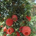 Taxus baccata fruit